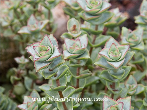 The red margin and bluish color of the leaves indicates good light conditions.